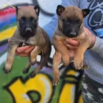 Belcika Yavrularımız