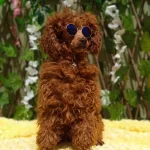 En Hesapli Toy Poodle Yavrular