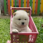 Ruhsatlı Ciftlikten Chow Chow Yavruları