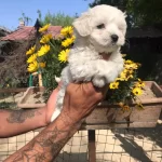 Aşılı Maltese Terrier Bebekleri