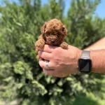 Irk Garantili Toy Poodle Bebekler