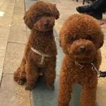 Irk Ve Saglik Garantili