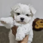 Korekan Maltese Yavrularımiz