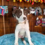 Dunyanın En Zeki Irkı Kızıl Border Collie Yavrularımız