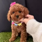 Toy Poodle Kore Tarım Bakanlıgına Baglı Ciftlikten