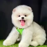 Pomeranian Boo Ayıcık Surat Bebeklerimiz