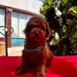 Toy Poodle Safkan Anne Babadan En Ufak Boy