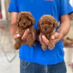 Red Toy Poodle Yavrular