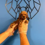 Irk Garantili Orijinal Maltipoo Bebekler