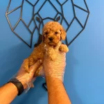Irk Garantili Toy Poodle Bebekler