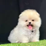 Pomeranian Boo Teddy Bear Safkan Yavrularımız