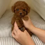 Toy Poodle Kore Kanı Safkan Yavrularımız
