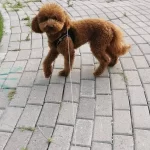 Tooy Poodle Cinsi Sirin Bebekler