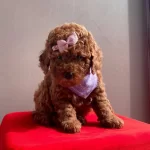 Korenin Goz Bebegi Mini Toy Poodle Bebeklerimiz