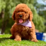 Toy Poodle Kore Yavrularımız Ruhsatlı Ciftlikten