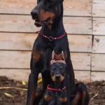 Irkinin En Asili Doberman Yavrularım