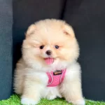 Orijinal Boo Suratli Pomeranian Yavrular