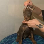 Muhtesem Anatomide Doberman Yavrularımız