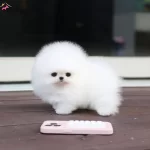 Fincan Boyutta Inanılmaz Guzellikte Boo