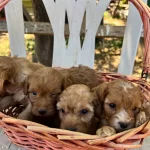 F2 Maltipoo Cinsi Bebeklerimiz