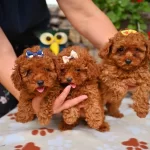 Toy Poodle Safkan Yavrularımız
