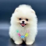 Irkinin En Iyi Pomeranian Boo Yavruları
