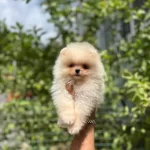 Orjinal Irk Garantali Boo