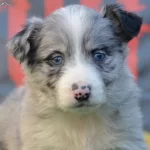 Safkan Border Collie Zeka Kupu Yavrular