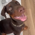 Europan King Doberman Yavrular