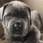 Dev Cane Corso Yavruları