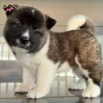 Safkan Akita Inu Yavrularımız