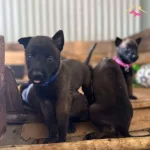 Belçi̇ka Mali̇noi̇s Safkan Yavrular