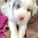 Akıl Kupu Border Collie Yavrular