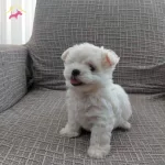 Mini Maltese Terrier Yavrular
