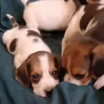 Elizabet Beagle Yavrularımız