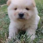 Ayı Teddy Chow Chow Yavrular