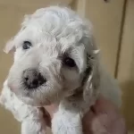 Mini Maltipo Yavrularımiz