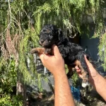 Turkiyede Tek Ozel Renk Black Tan Toy Poodle