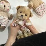 Babyface Korean Mini Maltipoo