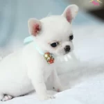 Elma Kafa Xs Mini Chihuahua Yavrularımiz Saglik Garantili