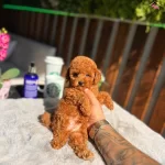 Toy Poddle Scrli Yavrularımız