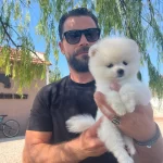 Safkan Ork Garantili Pomarinan Boo Yavruları