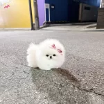 Kar Beyazı Mini Poodle Pomeranian Bebeklerimiz