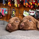 Safkan Chocolate Ve Siyah Labrador