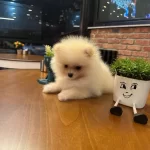 Ust Kalite Disi Erkek Yavrular