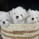 Sıfır Numara Maltese Bebeklerimiz