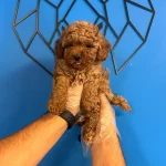 Yumusacik Tuylu Toy Poodle Bebekler