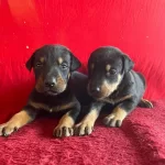 King Doberman Yavrularımiz