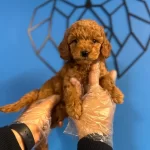 Gercek Toy Poodle Yavrular