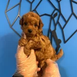 Red Brown Minik Bebekler